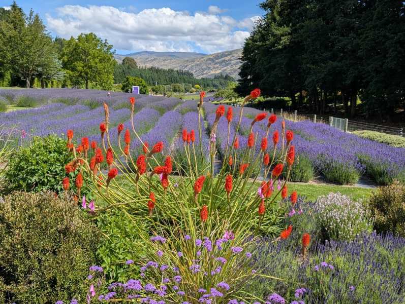 Новая Зеландия во второй раз на машине (21 день  - 2 острова) . Новогодние праздники