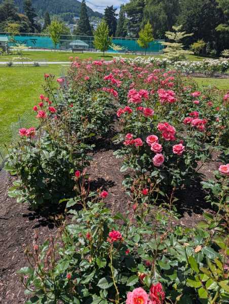 Новая Зеландия во второй раз на машине (21 день  - 2 острова) . Новогодние праздники