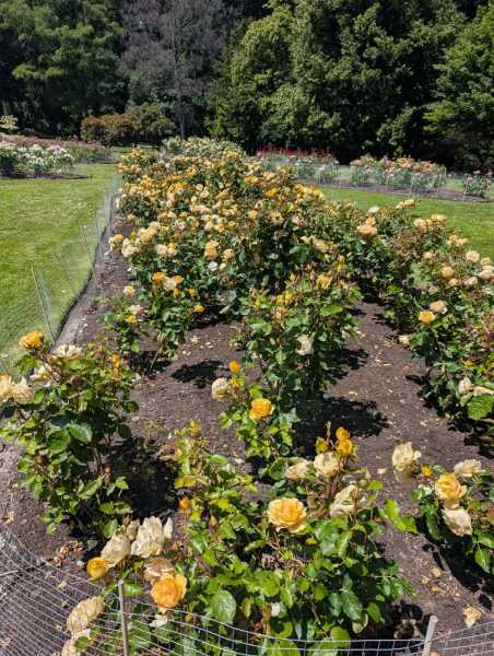 Новая Зеландия во второй раз на машине (21 день  - 2 острова) . Новогодние праздники