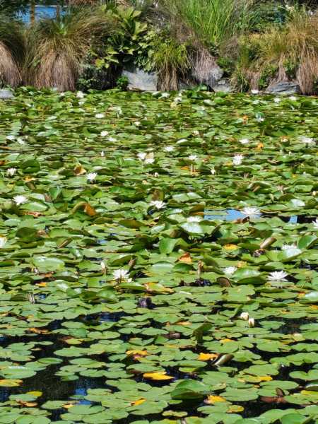 Новая Зеландия во второй раз на машине (21 день  - 2 острова) . Новогодние праздники