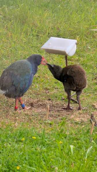Новая Зеландия во второй раз на машине (21 день  - 2 острова) . Новогодние праздники