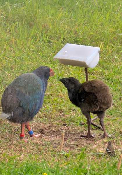 Новая Зеландия во второй раз на машине (21 день  - 2 острова) . Новогодние праздники