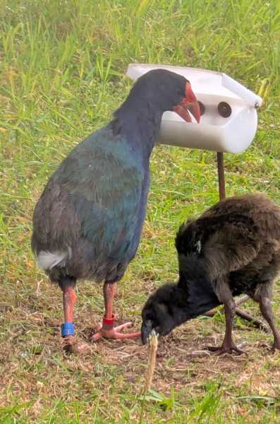 Новая Зеландия во второй раз на машине (21 день  - 2 острова) . Новогодние праздники