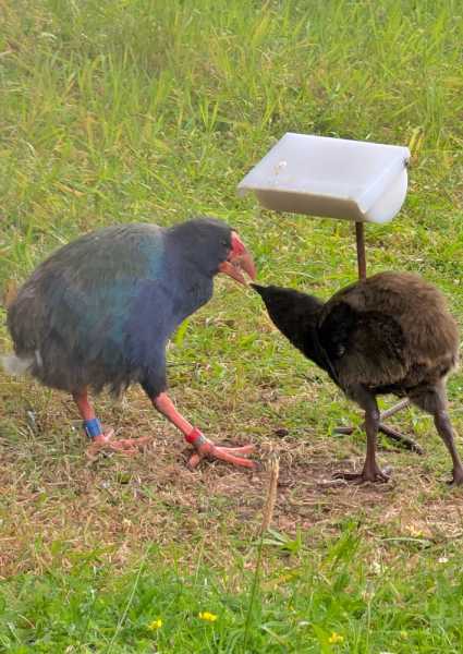 Новая Зеландия во второй раз на машине (21 день  - 2 острова) . Новогодние праздники