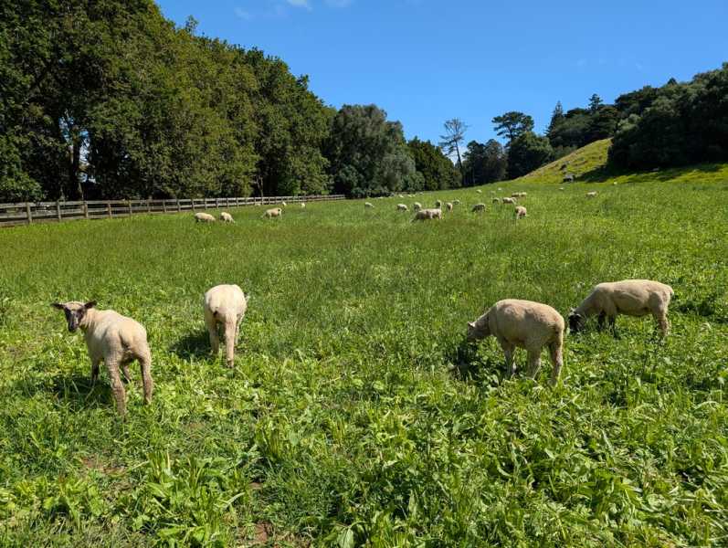 Новая Зеландия во второй раз на машине (21 день  - 2 острова) . Новогодние праздники