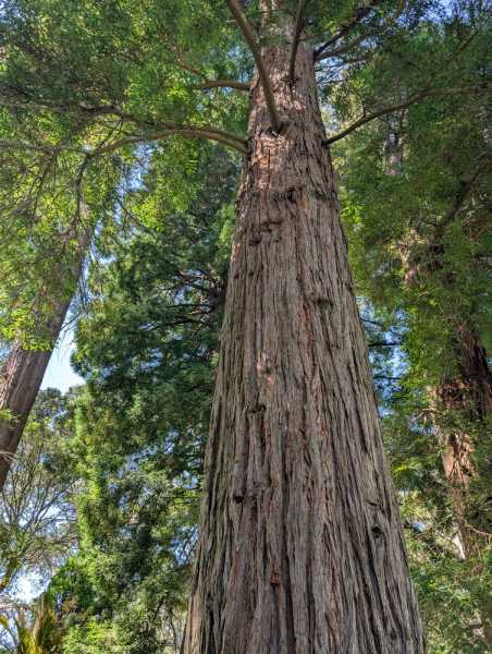 Новая Зеландия во второй раз на машине (21 день  - 2 острова) . Новогодние праздники