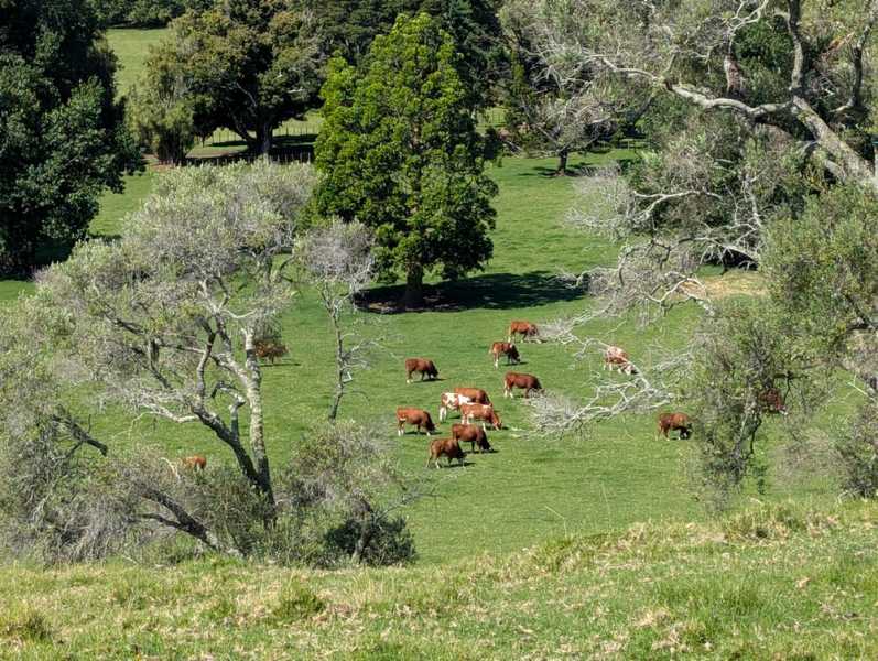 Новая Зеландия во второй раз на машине (21 день  - 2 острова) . Новогодние праздники