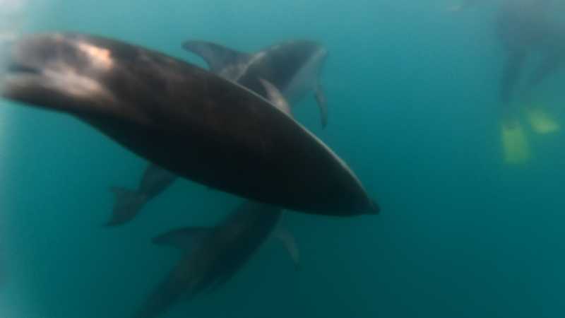 Новая Зеландия во второй раз на машине (21 день  - 2 острова) . Новогодние праздники