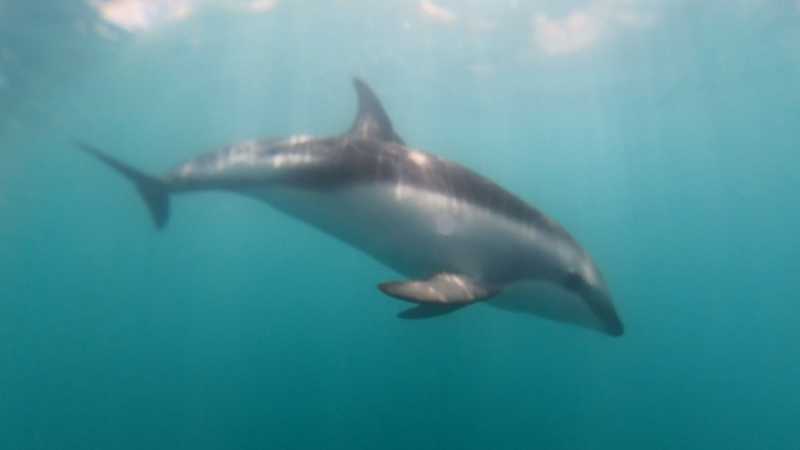 Новая Зеландия во второй раз на машине (21 день  - 2 острова) . Новогодние праздники