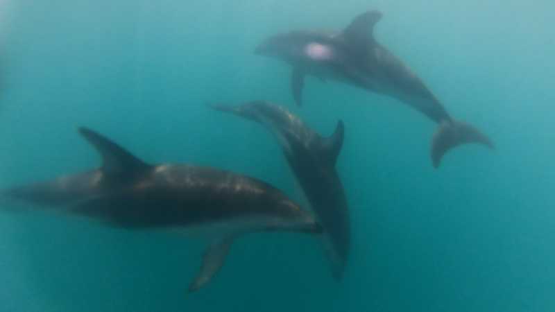 Новая Зеландия во второй раз на машине (21 день  - 2 острова) . Новогодние праздники