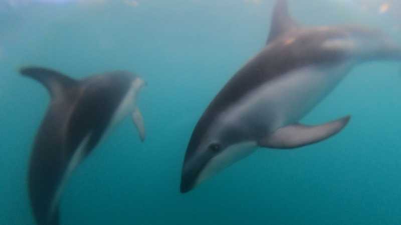 Новая Зеландия во второй раз на машине (21 день  - 2 острова) . Новогодние праздники