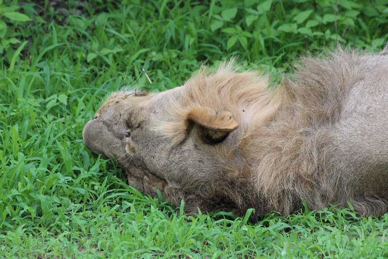 Южно-африканские приключения часть 2 20000 км (Намибия, Ботсвана, Замбия, Малави, Мозамбик) октябрь-декабрь 2025