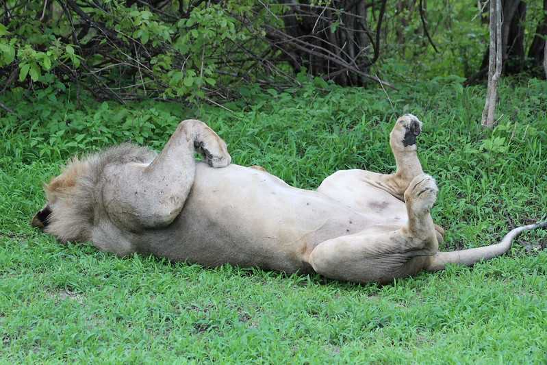 Южно-африканские приключения часть 2 20000 км (Намибия, Ботсвана, Замбия, Малави, Мозамбик) октябрь-декабрь 2025