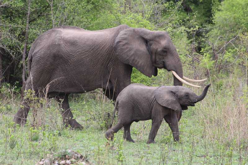 Южно-африканские приключения часть 2 20000 км (Намибия, Ботсвана, Замбия, Малави, Мозамбик) октябрь-декабрь 2025