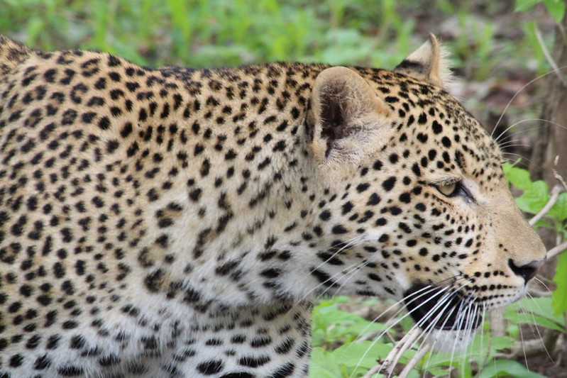 Южно-африканские приключения часть 2 20000 км (Намибия, Ботсвана, Замбия, Малави, Мозамбик) октябрь-декабрь 2025