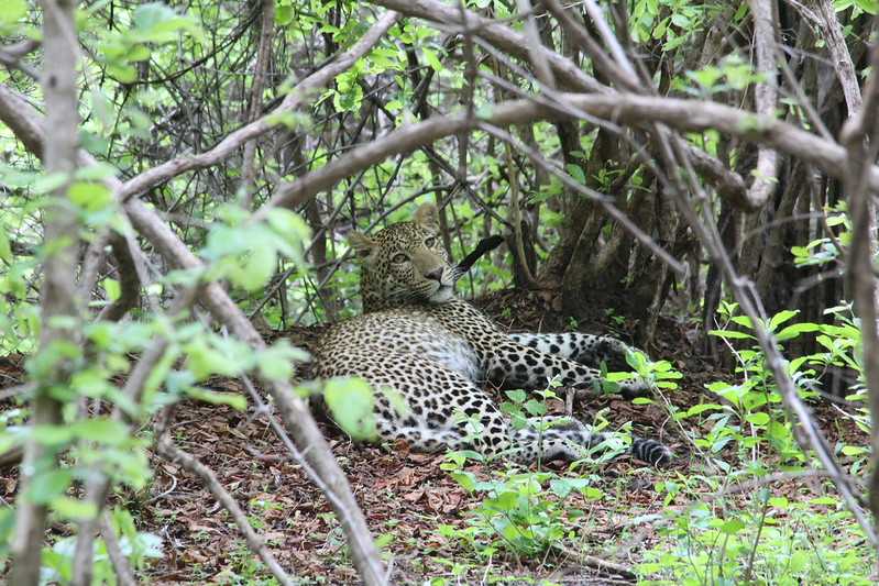 Южно-африканские приключения часть 2 20000 км (Намибия, Ботсвана, Замбия, Малави, Мозамбик) октябрь-декабрь 2025