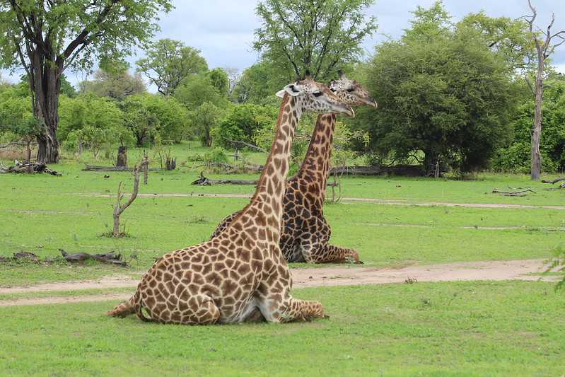 Южно-африканские приключения часть 2 20000 км (Намибия, Ботсвана, Замбия, Малави, Мозамбик) октябрь-декабрь 2025