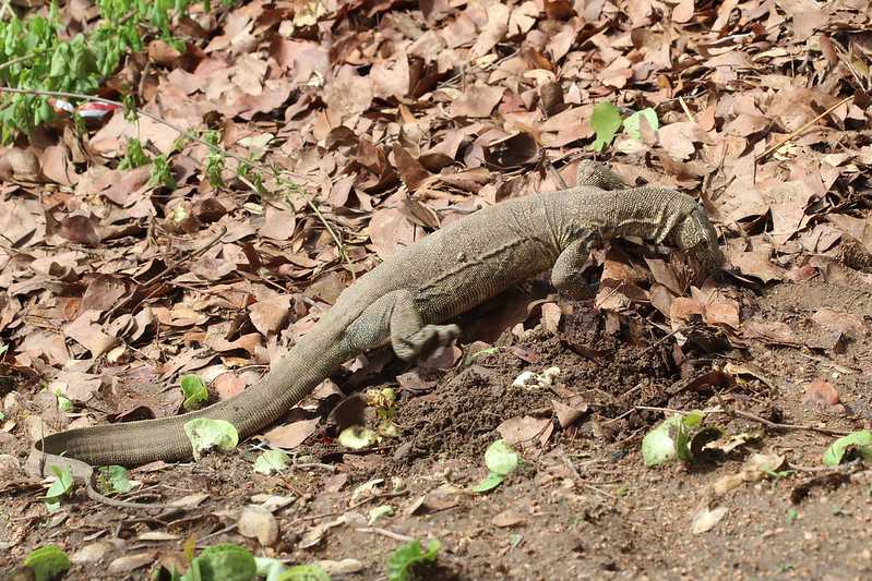 Южно-африканские приключения часть 2 20000 км (Намибия, Ботсвана, Замбия, Малави, Мозамбик) октябрь-декабрь 2025