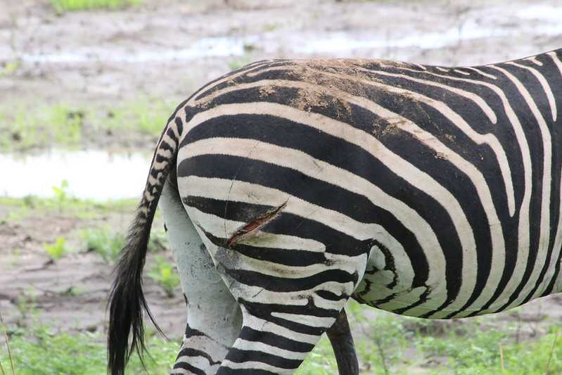 Южно-африканские приключения часть 2 20000 км (Намибия, Ботсвана, Замбия, Малави, Мозамбик) октябрь-декабрь 2025