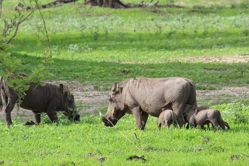 Южно-африканские приключения часть 2 20000 км (Намибия, Ботсвана, Замбия, Малави, Мозамбик) октябрь-декабрь 2025
