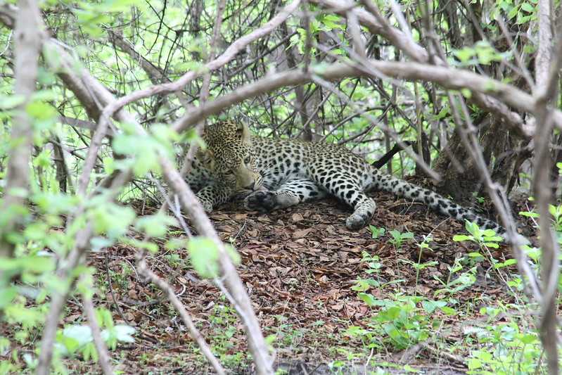 Южно-африканские приключения часть 2 20000 км (Намибия, Ботсвана, Замбия, Малави, Мозамбик) октябрь-декабрь 2025