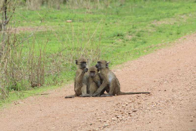 Южно-африканские приключения часть 2 20000 км (Намибия, Ботсвана, Замбия, Малави, Мозамбик) октябрь-декабрь 2025