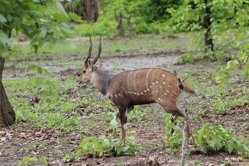 Южно-африканские приключения часть 2 20000 км (Намибия, Ботсвана, Замбия, Малави, Мозамбик) октябрь-декабрь 2025