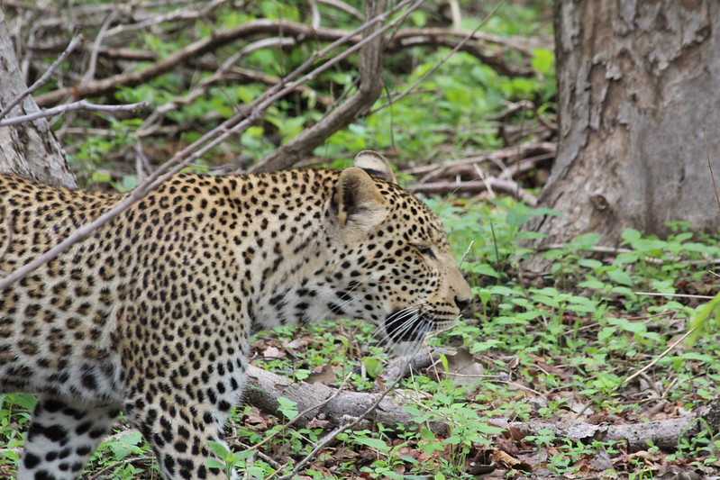 Южно-африканские приключения часть 2 20000 км (Намибия, Ботсвана, Замбия, Малави, Мозамбик) октябрь-декабрь 2025