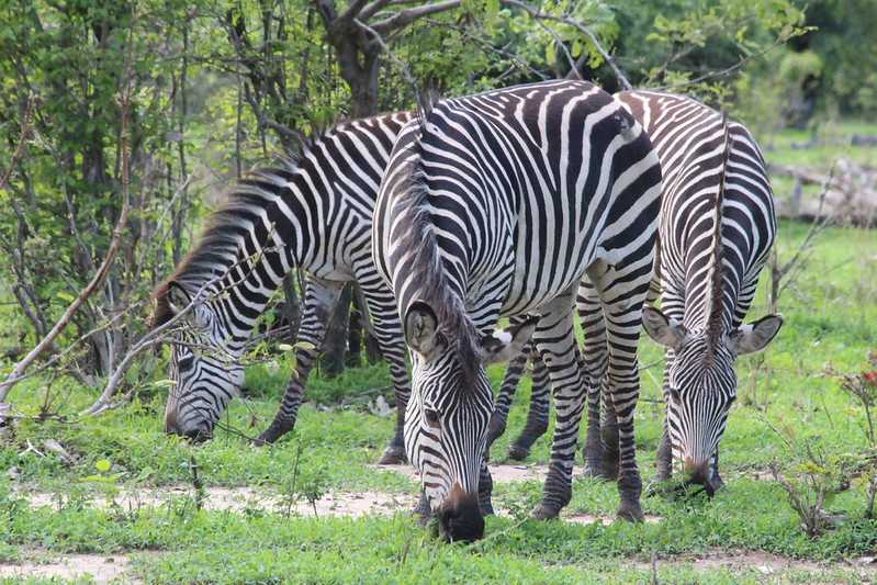 Южно-африканские приключения часть 2 20000 км (Намибия, Ботсвана, Замбия, Малави, Мозамбик) октябрь-декабрь 2025