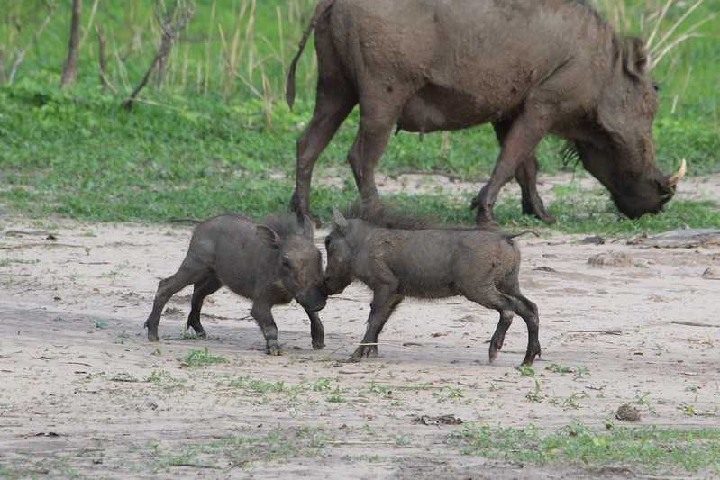 Южно-африканские приключения часть 2 20000 км (Намибия, Ботсвана, Замбия, Малави, Мозамбик) октябрь-декабрь 2025