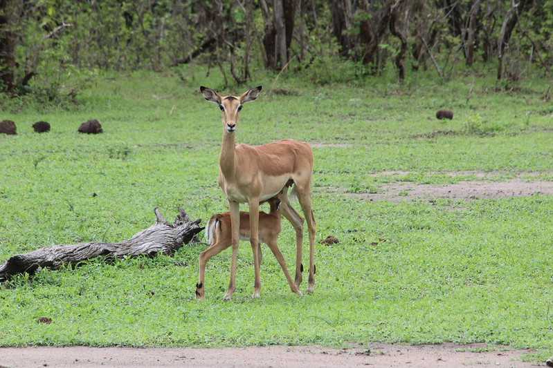 Южно-африканские приключения часть 2 20000 км (Намибия, Ботсвана, Замбия, Малави, Мозамбик) октябрь-декабрь 2025