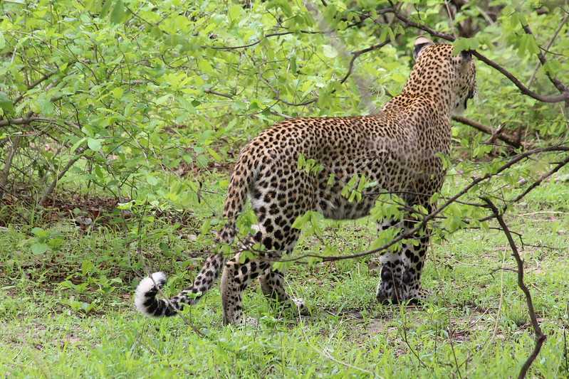 Южно-африканские приключения часть 2 20000 км (Намибия, Ботсвана, Замбия, Малави, Мозамбик) октябрь-декабрь 2025