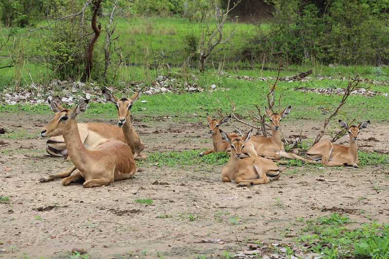 Южно-африканские приключения часть 2 20000 км (Намибия, Ботсвана, Замбия, Малави, Мозамбик) октябрь-декабрь 2025