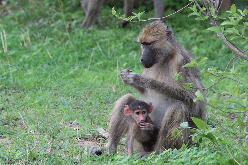Южно-африканские приключения часть 2 20000 км (Намибия, Ботсвана, Замбия, Малави, Мозамбик) октябрь-декабрь 2025