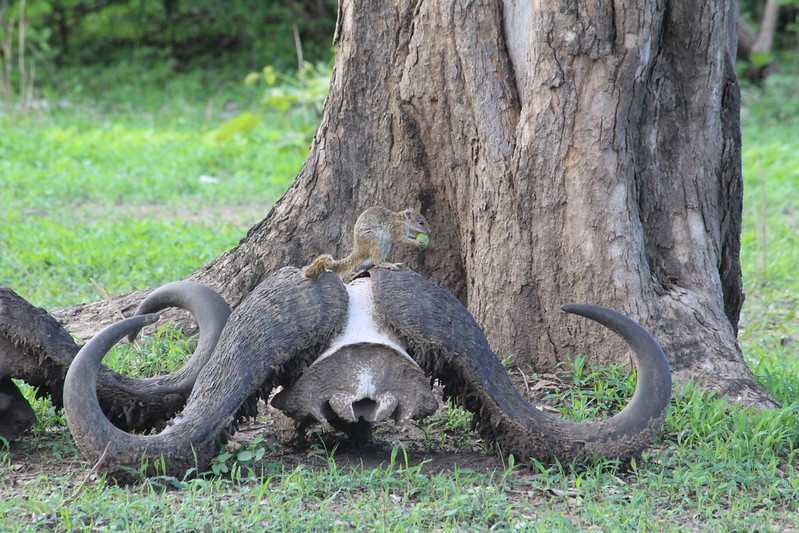 Южно-африканские приключения часть 2 20000 км (Намибия, Ботсвана, Замбия, Малави, Мозамбик) октябрь-декабрь 2025