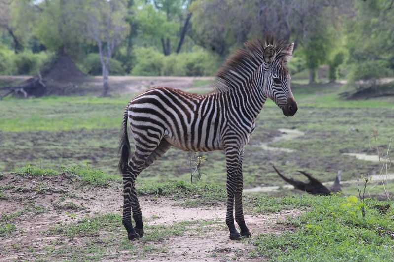 Южно-африканские приключения часть 2 20000 км (Намибия, Ботсвана, Замбия, Малави, Мозамбик) октябрь-декабрь 2025