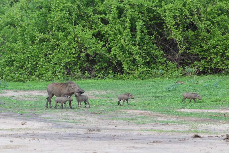 Южно-африканские приключения часть 2 20000 км (Намибия, Ботсвана, Замбия, Малави, Мозамбик) октябрь-декабрь 2025