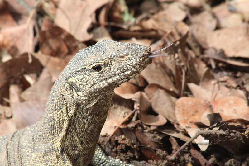 Южно-африканские приключения часть 2 20000 км (Намибия, Ботсвана, Замбия, Малави, Мозамбик) октябрь-декабрь 2025