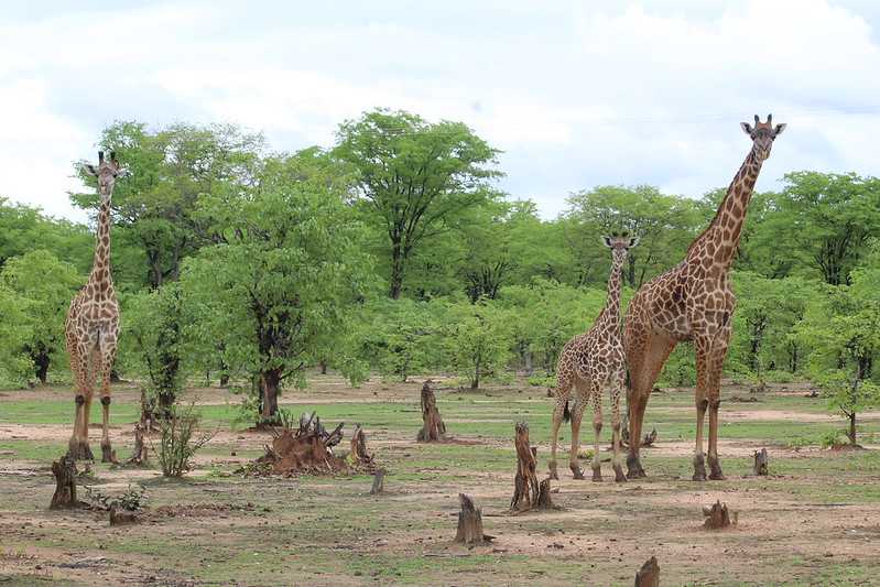 Южно-африканские приключения часть 2 20000 км (Намибия, Ботсвана, Замбия, Малави, Мозамбик) октябрь-декабрь 2025