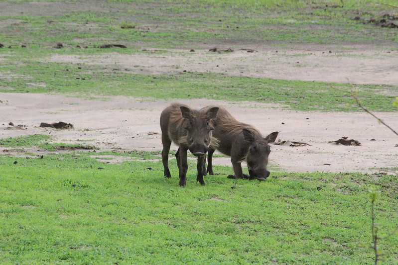Южно-африканские приключения часть 2 20000 км (Намибия, Ботсвана, Замбия, Малави, Мозамбик) октябрь-декабрь 2025