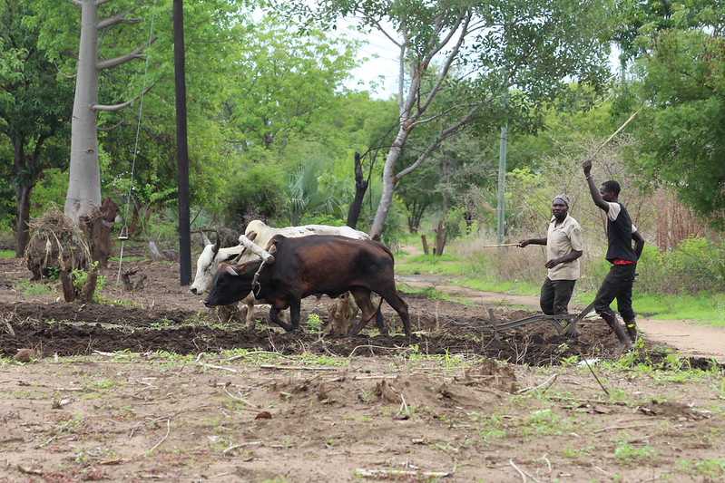 Южно-африканские приключения часть 2 20000 км (Намибия, Ботсвана, Замбия, Малави, Мозамбик) октябрь-декабрь 2025