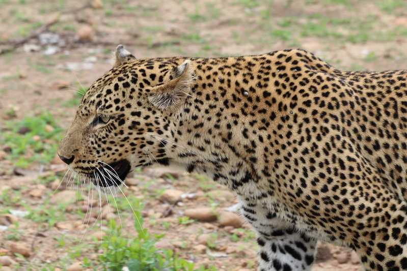 Южно-африканские приключения часть 2 20000 км (Намибия, Ботсвана, Замбия, Малави, Мозамбик) октябрь-декабрь 2025