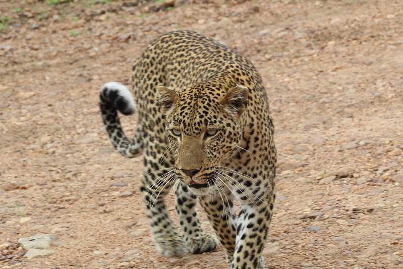 Южно-африканские приключения часть 2 20000 км (Намибия, Ботсвана, Замбия, Малави, Мозамбик) октябрь-декабрь 2025