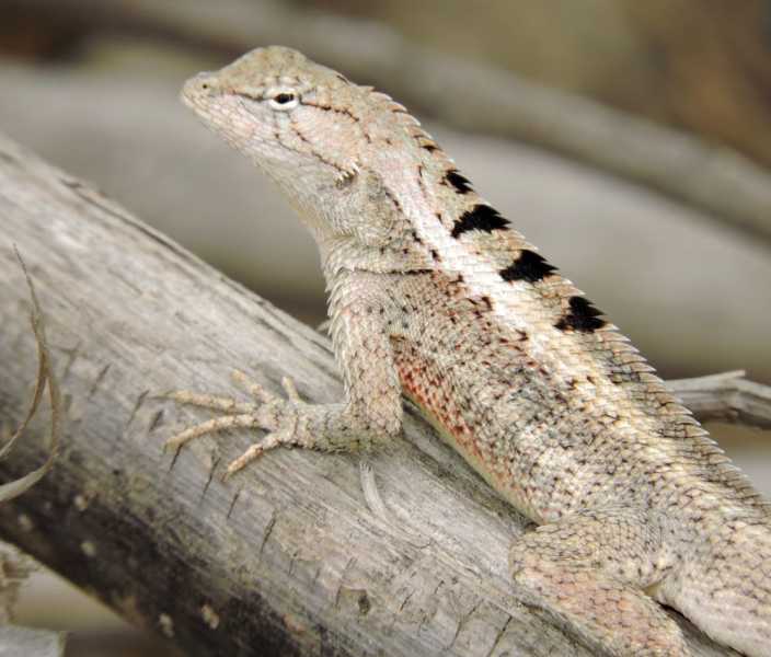 Перу, в натуре! Крайний север, декабрь 2025 – январь 2026