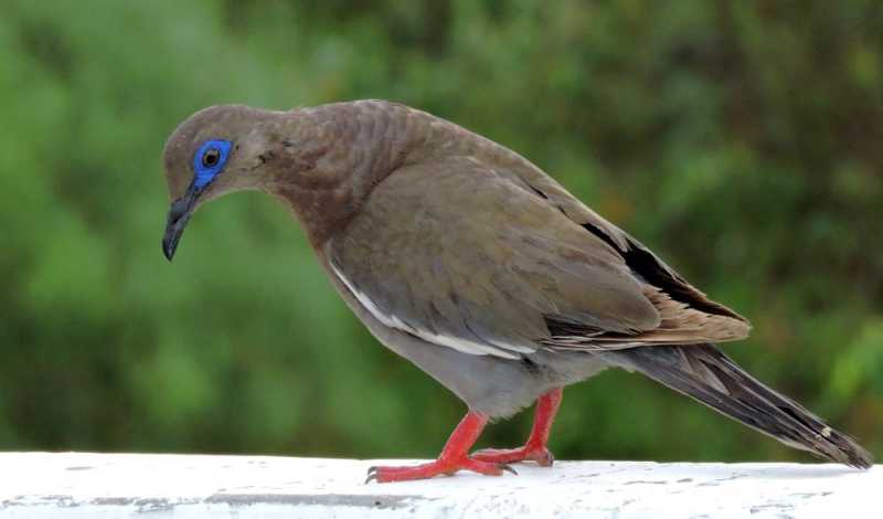 Перу, в натуре! Крайний север, декабрь 2025 – январь 2026