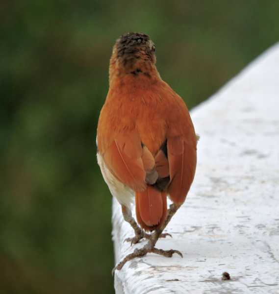 Перу, в натуре! Крайний север, декабрь 2025 – январь 2026