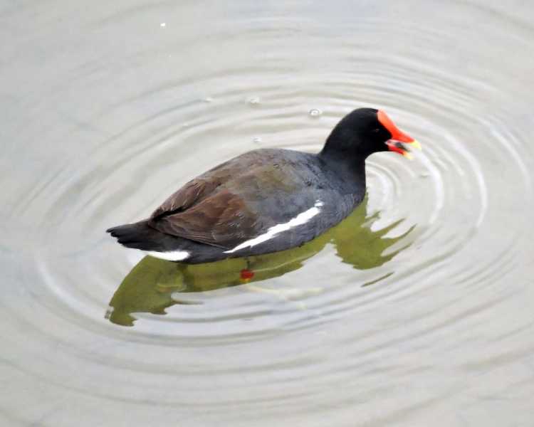 Перу, в натуре! Крайний север, декабрь 2025 – январь 2026
