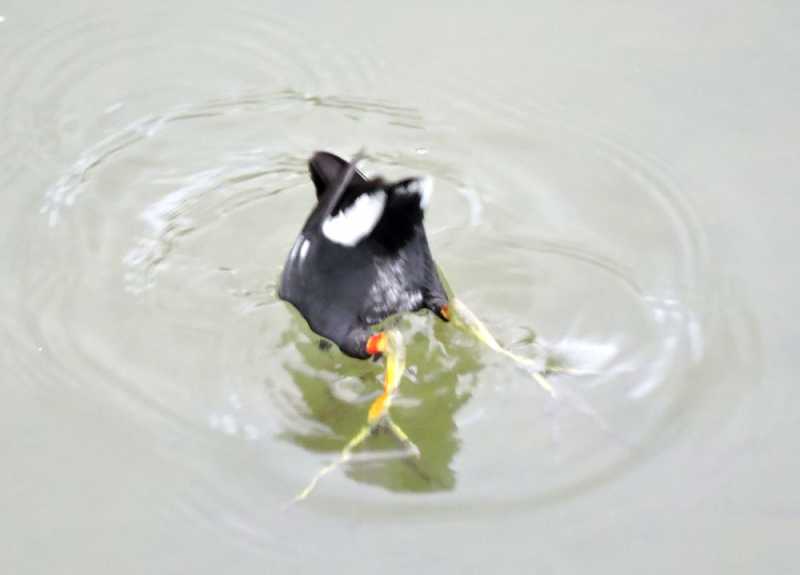 Перу, в натуре! Крайний север, декабрь 2025 – январь 2026