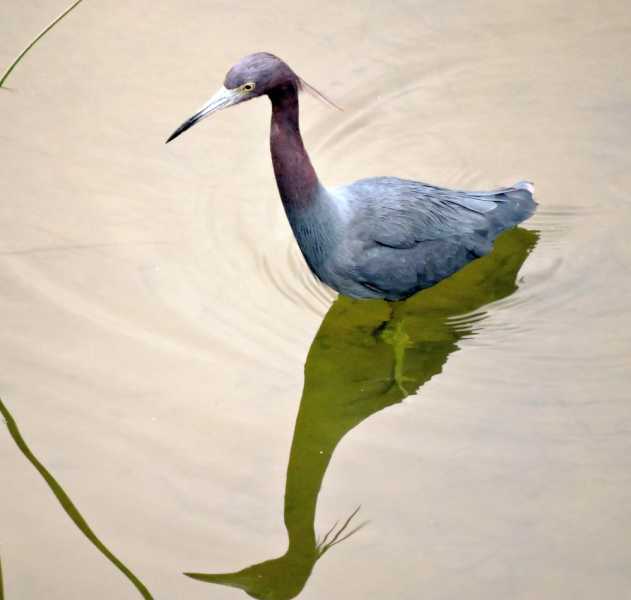 Перу, в натуре! Крайний север, декабрь 2025 – январь 2026