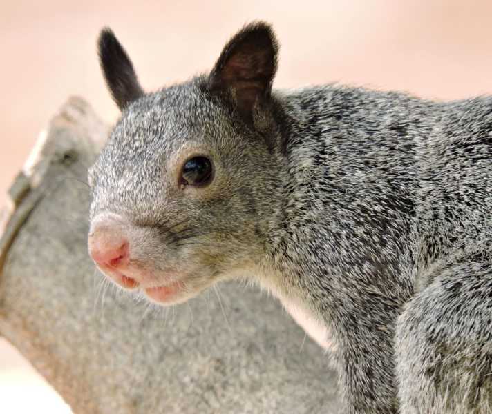 Перу, в натуре! Крайний север, декабрь 2025 – январь 2026